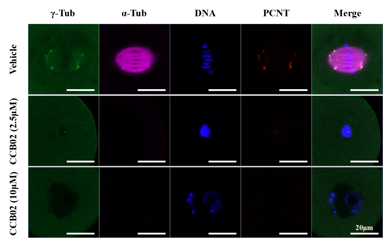 In vehicle-treated oocytes, components of acentriolar microtubule-organizing centers (aMTOCs) γ-tubulin and PCNT were properly concentrated at spindle poles, and spindle assembly was normal. In contrast, CCB02-treated oocytes showed disrupted γ-tubulin and PCNT localization, accompanied by defective spindle assembly.