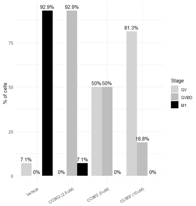 Oocytes were predominantly at the M1 stage after vehicle treatment (92.9%), at the GVBD stage after 2.5 mM CCB02 treatment (92.9%), and at the GV stage after 10 mM CCB02 treatment (81.3%).