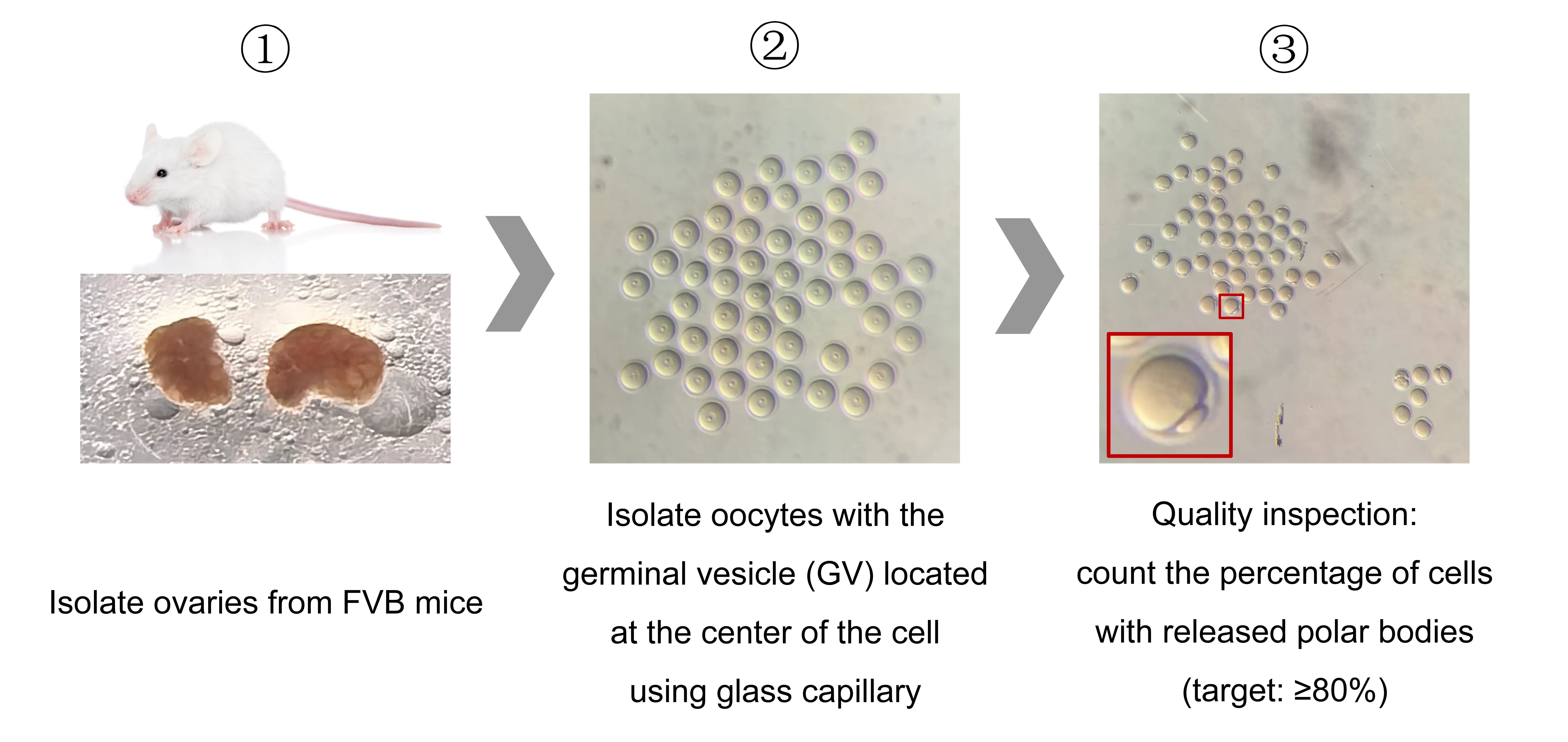 Isolation and quality inspection of GV-stage mouse oocytes.